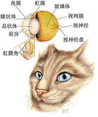 为什么猫的眼睛在夜里会发光呢？
