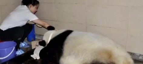 传奇大熊猫为什么会去世？