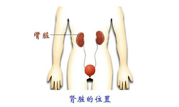 肾在人体哪个位置(图)
