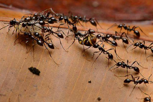 子弹蚁和行军蚁来自哪个更厉害？各有什么特点呢？